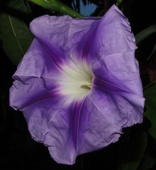 Ipomoea clavata