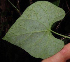 Ipomoea clavata