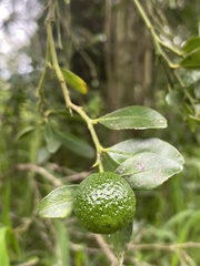 Citrus australis