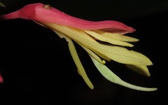 Bauhinia jenningsii