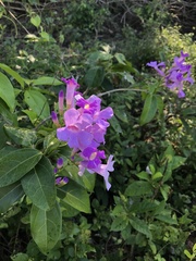 Mansoa alliacea