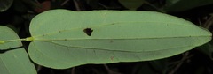 Bauhinia jenningsii