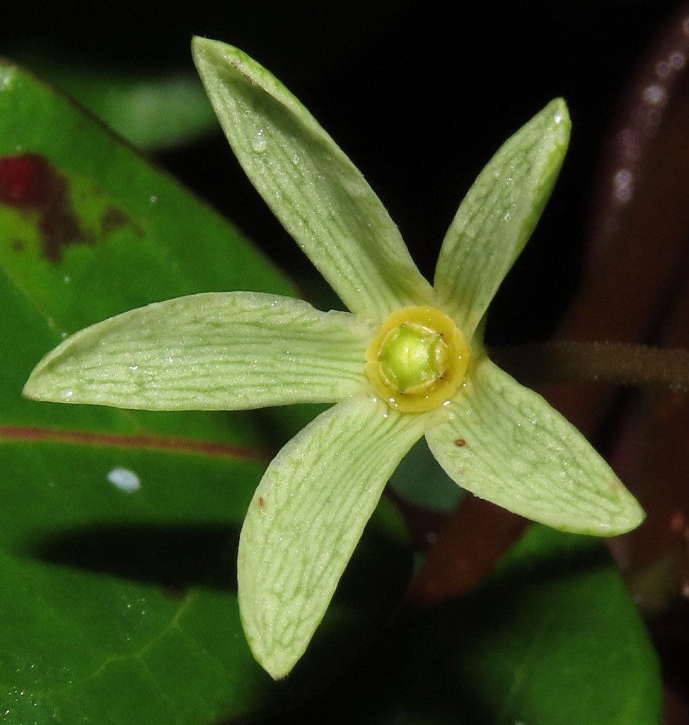 Matelea belizensis