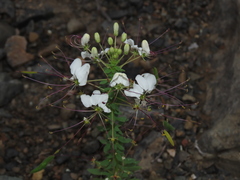 Cleome chilensis
