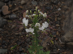 Cleome chilensis