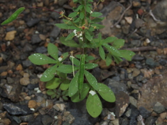 Cleome chilensis