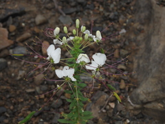 Cleome chilensis