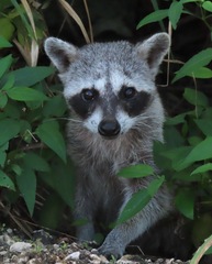 Procyon pygmaeus