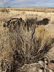 Peniocereus greggii greggii