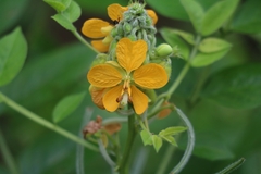 Senna hirsuta