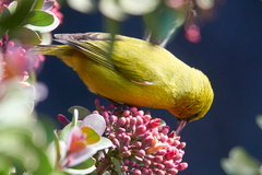 Chlorodrepanis virens wilsoni
