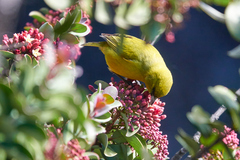 Chlorodrepanis virens wilsoni
