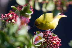 Chlorodrepanis virens wilsoni