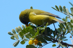 Chlorodrepanis virens wilsoni