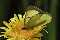 Colias interior