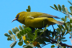 Chlorodrepanis virens wilsoni