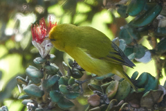 Chlorodrepanis virens wilsoni