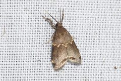 Talara phaeella