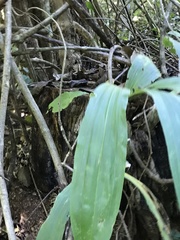 Catasetinae