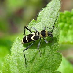 Chlorophorus curtisi