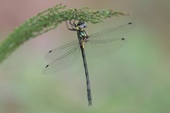 Micromidia atrifrons