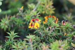 Pultenaea rigida