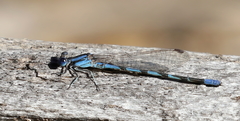 Argia leonorae