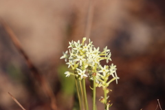 Stackhousia spathulata