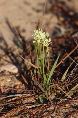 Stackhousia spathulata
