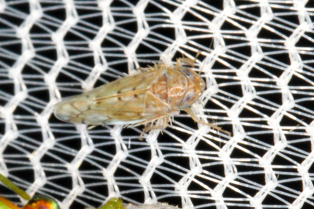 Osbornellus ater