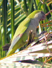Myiopsitta monachus