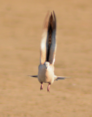 Streptopelia decaocto