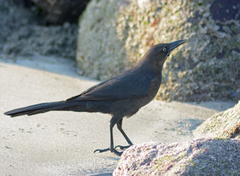 Quiscalus mexicanus