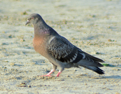 Columba livia