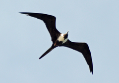 Fregata magnificens