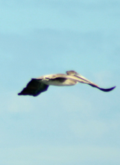 Pelecanus occidentalis