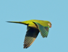 Myiopsitta monachus