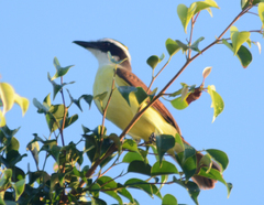 Pitangus sulphuratus