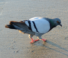 Columba livia
