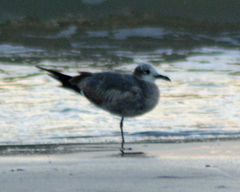 Leucophaeus atricilla