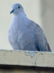 Streptopelia decaocto
