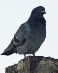 Columba livia