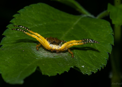 Phrynarachne ceylonica