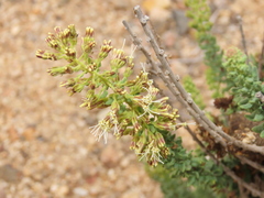 Ophryosporus triangularis