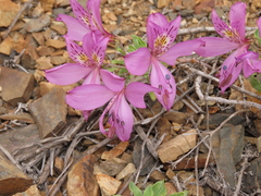 Alstroemeria violacea