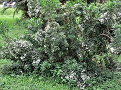 Pavetta lanceolata