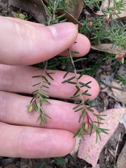 Hibbertia pedunculata