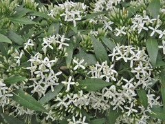 Pavetta lanceolata