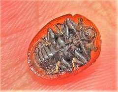 Laccoptera