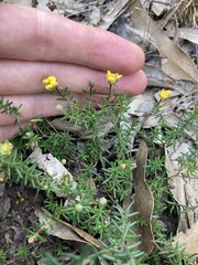 Hibbertia pedunculata